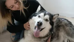 Var ska man klappa en hund för att den ska njuta som mest?